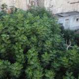 Quello che un tempo doveva rappresentare un raffinato e parco che andava a impreziosire ulteriormente la sontuosa residenza, appare per� ormai come un�area dove edera e alberi di fico hanno preso il sopravvento